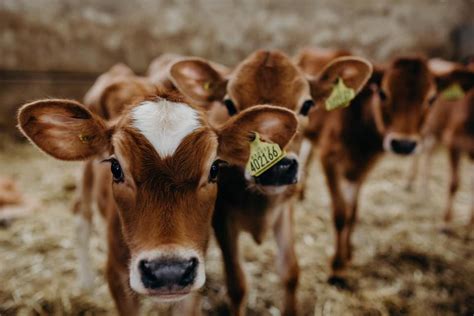 Environment Jersey Dairy