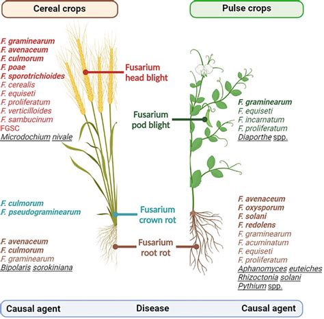 Many Fusarium Spp Can Infect Cereal And Pulse Crops Causing