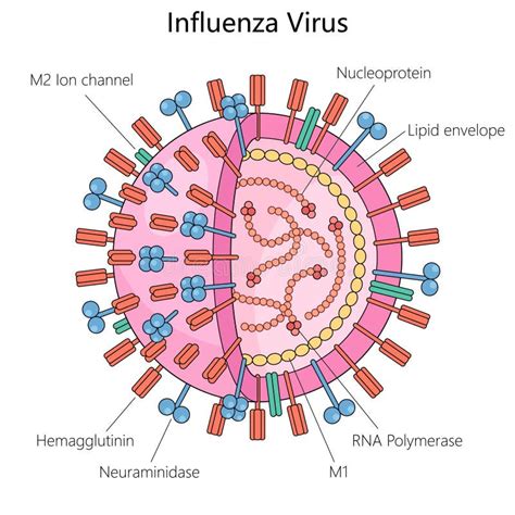 Influenza Virus Structure Diagram Medical Science Stock Illustration - Illustration of ...