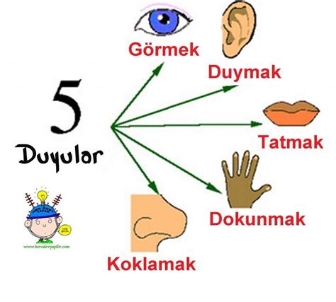 S N F Fen Bilimleri Duyu Organlar M Z Baamboozle Baamboozle The