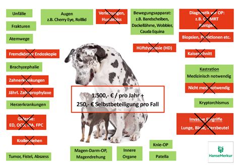 Hunde OP Versicherung Vergleich In XXL 2023