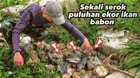 Nyeser Ikan Di Kubangan Bawah Tiang Jembatan Sekali Serok Dapat Besar