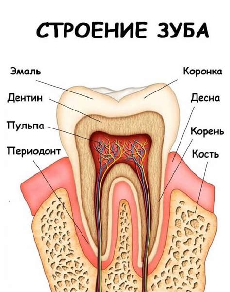 Анатомия человеческого зуба: анатомическое и гистологическое строение зубов