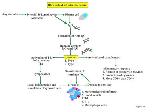 Rheumatoid Factor Rf Rheumatoid Arthritis Factor Ra Factor