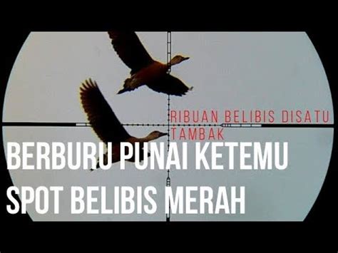 Berburu Punai Dan Menemukan Spot Belibis Merah Di Stagen Batas Kota