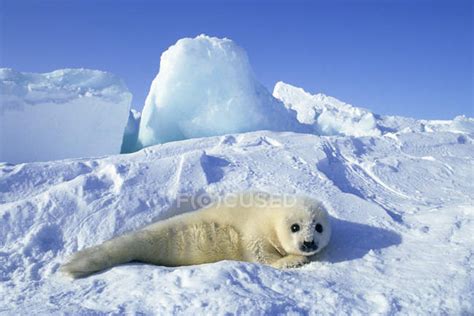 Newborn harp seal pup with yellow coat in snow of Gulf of Saint Lawrence River, Canada. — winter ...