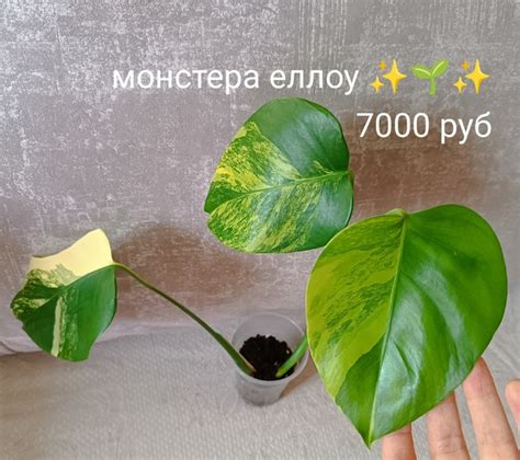 Продам Монстера еллоу,яркая красотка 7000 руб Отправка почтой России из ...