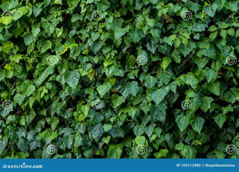 Green Plant Wall, Background and Texture Stock Photo - Image of flower ...