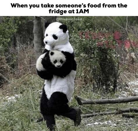 7 Hilarious Panda Memes That’ll Make You Lol Funny Panda Pictures Panda Funny Cute Panda