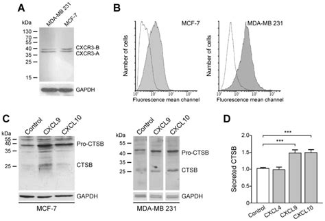 Induction Of Cathepsin B By The Cxcr3 Chemokines Cxcl9 And Cxcl10 In