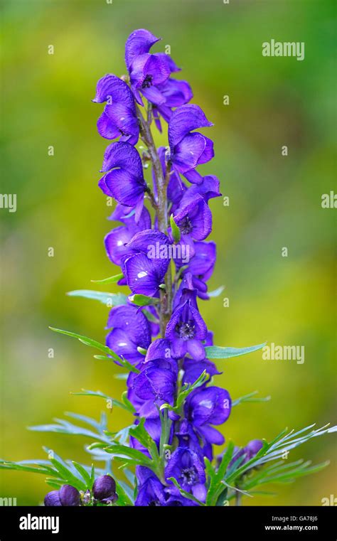 Blauer Eisenhut Aconitum Napellus Aconite Stock Photo Alamy