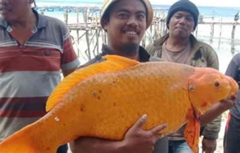 Ikan Mas Raksasa Danau Toba Ditangkap, Sinabung Erupsi?