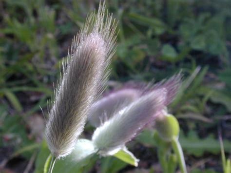 Pussy Willow Photo Of Wellington New Zealand At Kiwiwise