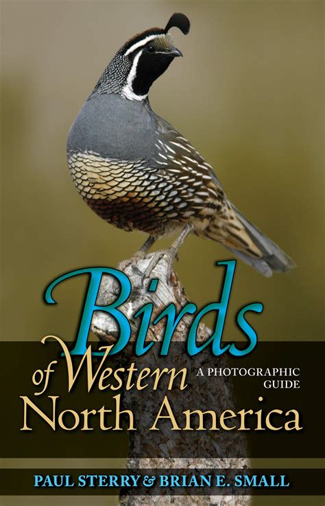 Birds Migration Patterns | Catalog of Patterns