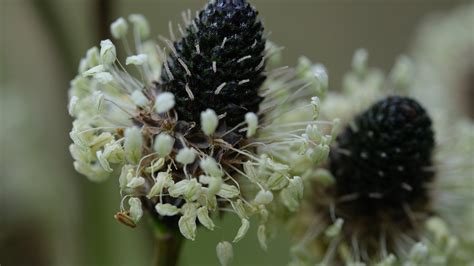 Buckhorn Plantain: Benefits and Uses - Utopia