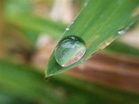 Macro Photography of a Raindrop Stock Image - Image of animal, leaf: 256086559