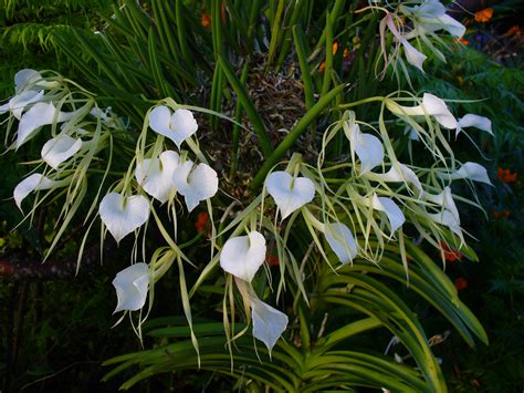 ORQUÍDEAS SEM SEGREDOS: ORQUÍDEA BRASSAVOLA