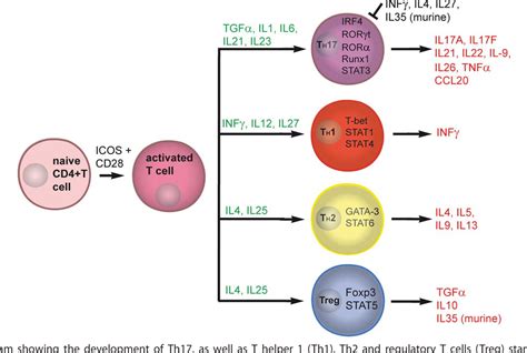 Figure 2 From Functional Relevance Of T Helper 17 Th17 Cells And The