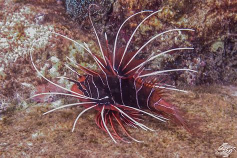 Lionfish Habitat