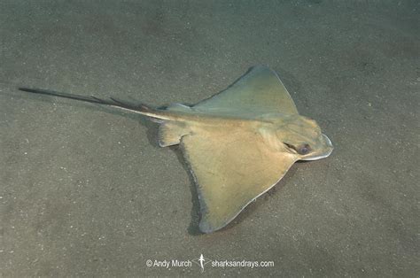 Common Eagle Ray Myliobatis Aquila