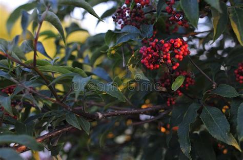 Primer De Los Manojos De Bayas Rojas De La Rosa O Del Viburnum De