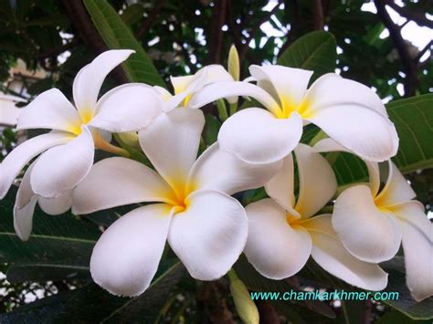 Plumeria Flower Pka Champei ចំប៉ី Chamkar Khmer Plumeria