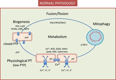 Physiological Roles Of The Permeability Transition Pore Circulation