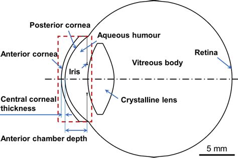 Schematic Of A Customized Human Eye Model To Access The Ocular