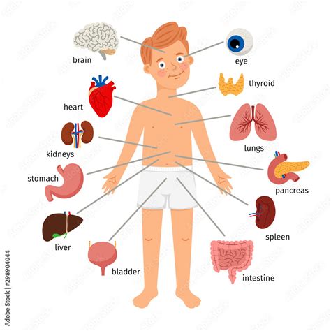 .Boy body internal organs. Medical human anatomy for children, cartoon ...