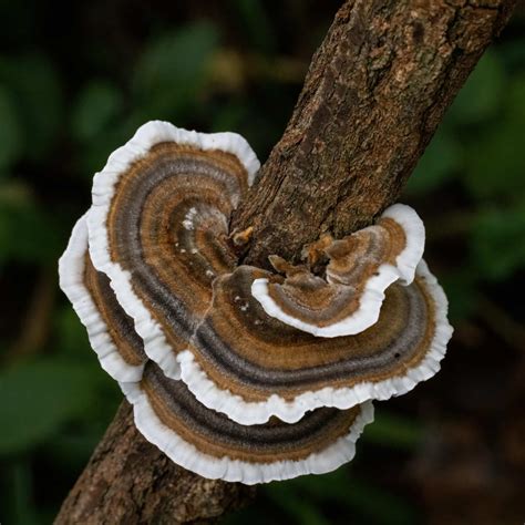 28 Common Mushrooms Found in Tennessee! (2025) - Bird Watching HQ