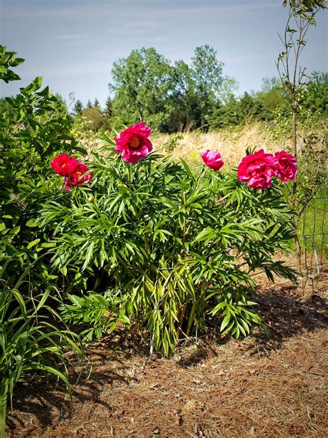 Paeonia Coral Fay W Xpeony D Paeonia Coral Fay Flickr