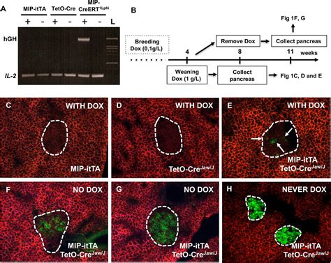 Expression Of A Tetracycline Controlled Transactivator Tet Onoff