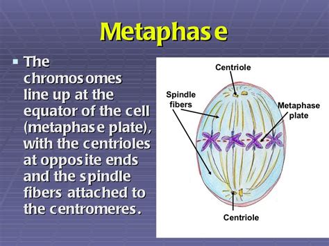 Mitosis Powerpoint