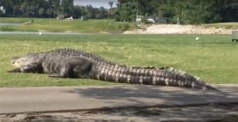 Monster 10ft Alligator Spotted On Florida Golf Course As Locals Say Its The Biggest I Have