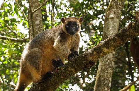 Lumholtz S Tree Kangaroo Dendrolagus Lumholtzi Female Lu Flickr