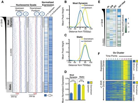 Nucleosome Repositioning Underlies Dynamic Gene Expression