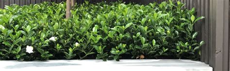 Gardenia Florida - Gardening Solutionz