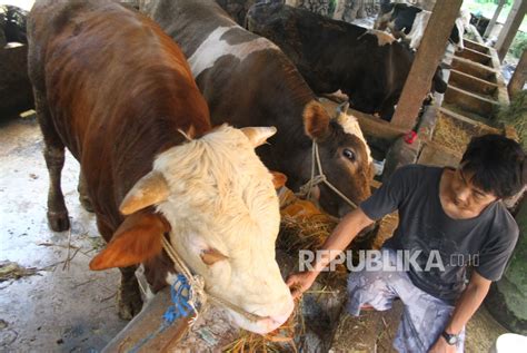 Pemerintah Siapkan Kebutuhan Daging Dengan Sapi Lokal Republika Online