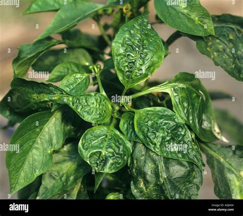 Green Pepper Plant Leaves | atelier-yuwa.ciao.jp