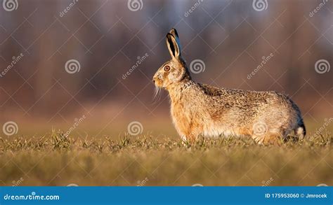 Hare Standing On The Grass And Looking At You Stock Photo | CartoonDealer.com #72091812