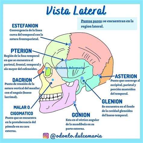 𝐎𝐝𝐨𝐧𝐭𝐨𝐥𝐨𝐠𝐢𝐚 𝐃𝐮𝐥𝐜𝐞 𝐌𝐚𝐫𝐢𝐚 on Instagram Puntos Craneometricos