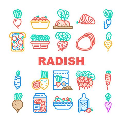 Radish Food Organic Vegetable Icons Set Vector Stock Illustration