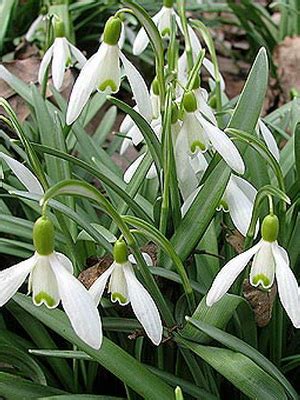 Цветы садовые подснежники: фото видов и сортов, посадка и уход за ...