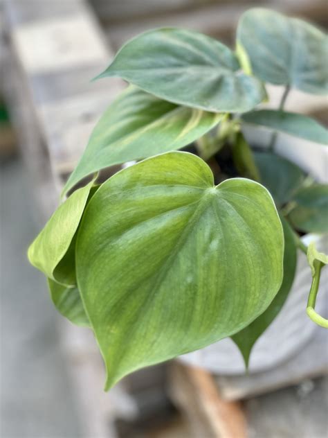 Philodendron scandens Filodendron pnący Jungle Boogie