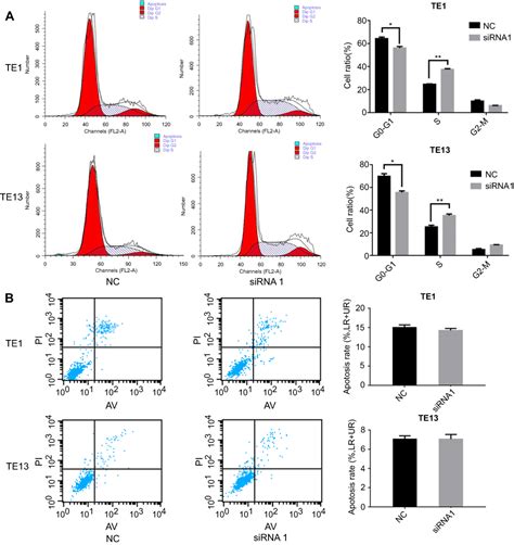 Upregulation Of Long Noncoding Rna Linc00152 Promotes Proliferation An