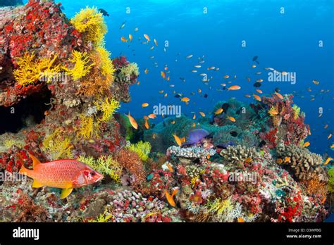 Coral Reef Hi Res Stock Photography And Images Alamy