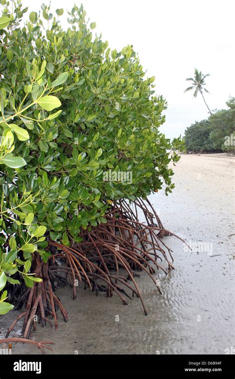 Mangroves Fiji Fotos Und Bildmaterial In Hoher Aufl Sung Alamy