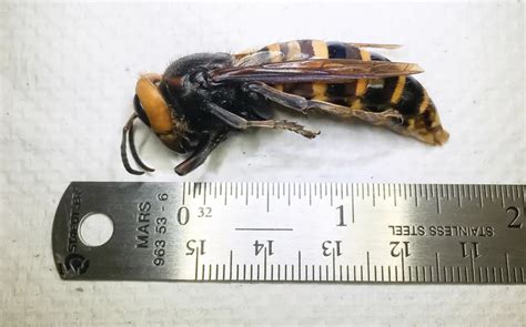 Entomology Researcher Explains The Dangers Of Murder Hornets Spartan Newsroom