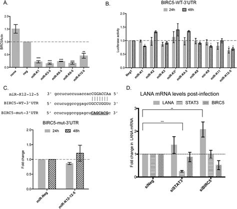 KSHV MiRNAs Directly Repress The Levels Of The STAT3 Regulated Protein