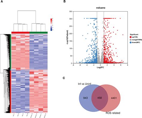 Frontiers Selection And Validation Of Genes Related To Oxidative